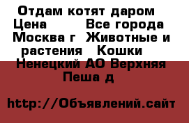 Отдам котят даром › Цена ­ 10 - Все города, Москва г. Животные и растения » Кошки   . Ненецкий АО,Верхняя Пеша д.